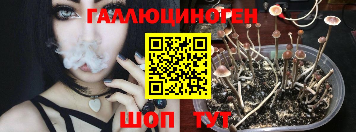 как найти наркотики  Галлюциногенные грибы Psilocybe  Ижевск  Галлюциногенные грибы Psilocybine cubensis 